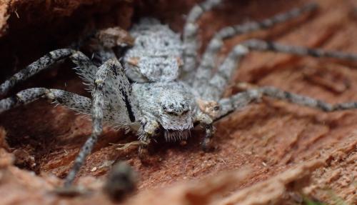 Philodromus margaritatus